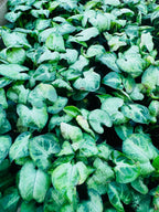 Syngonium Alba