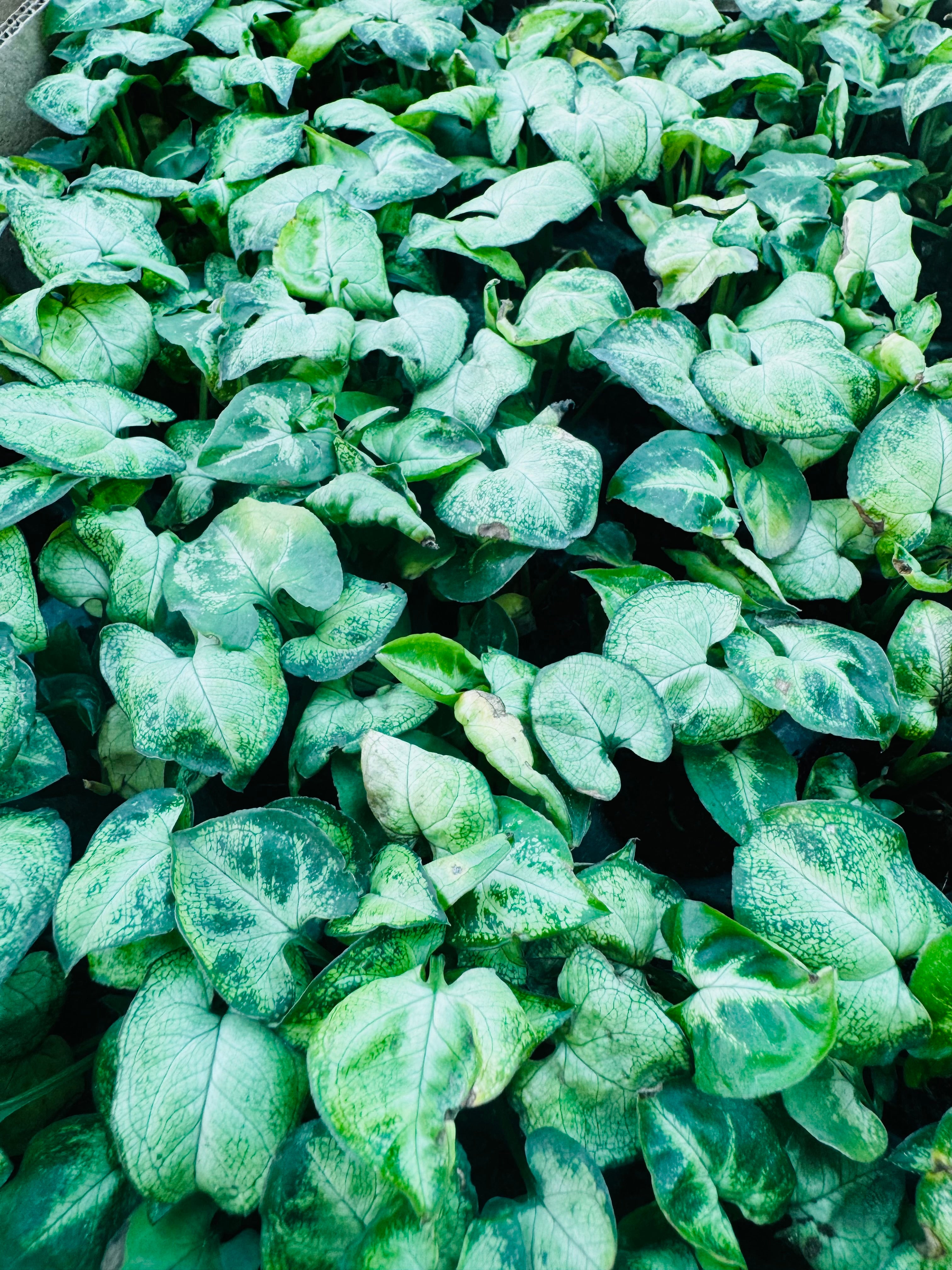Syngonium Alba