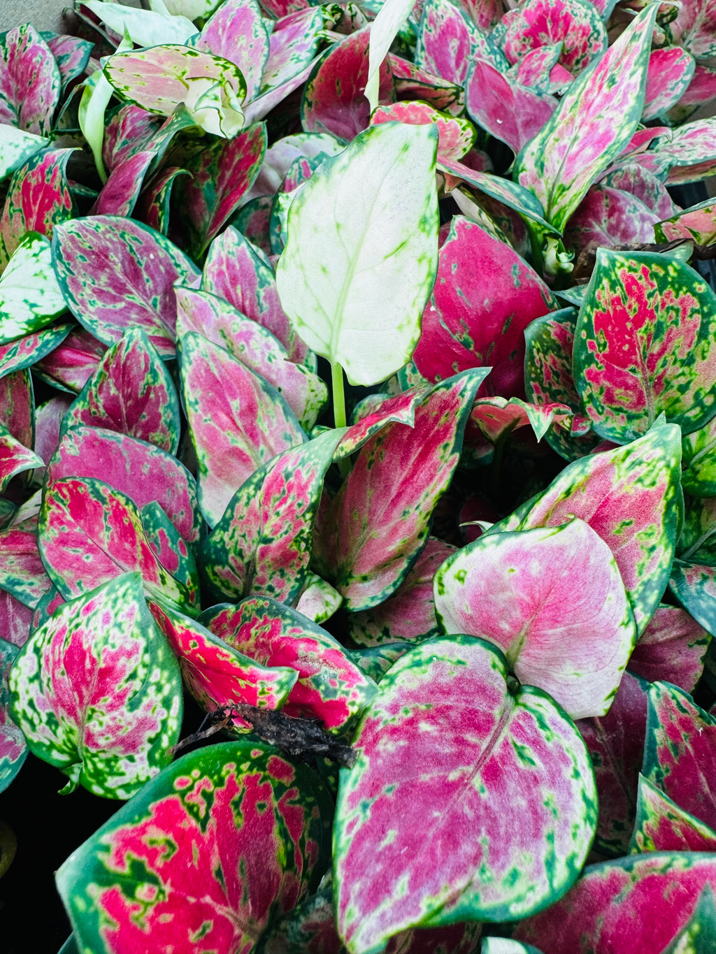 Aglaonema Suksom Jaipong