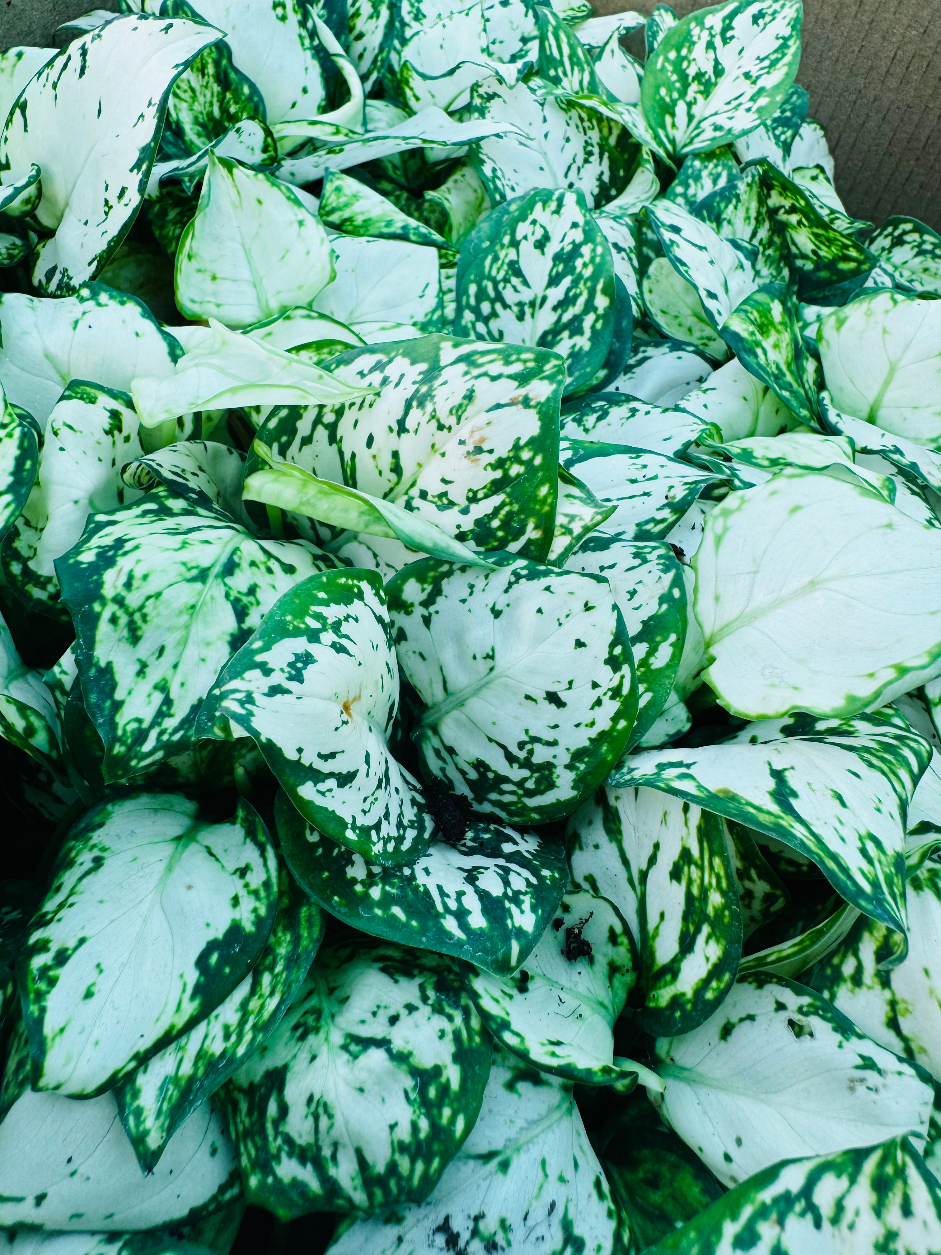 Aglaonema Snow White