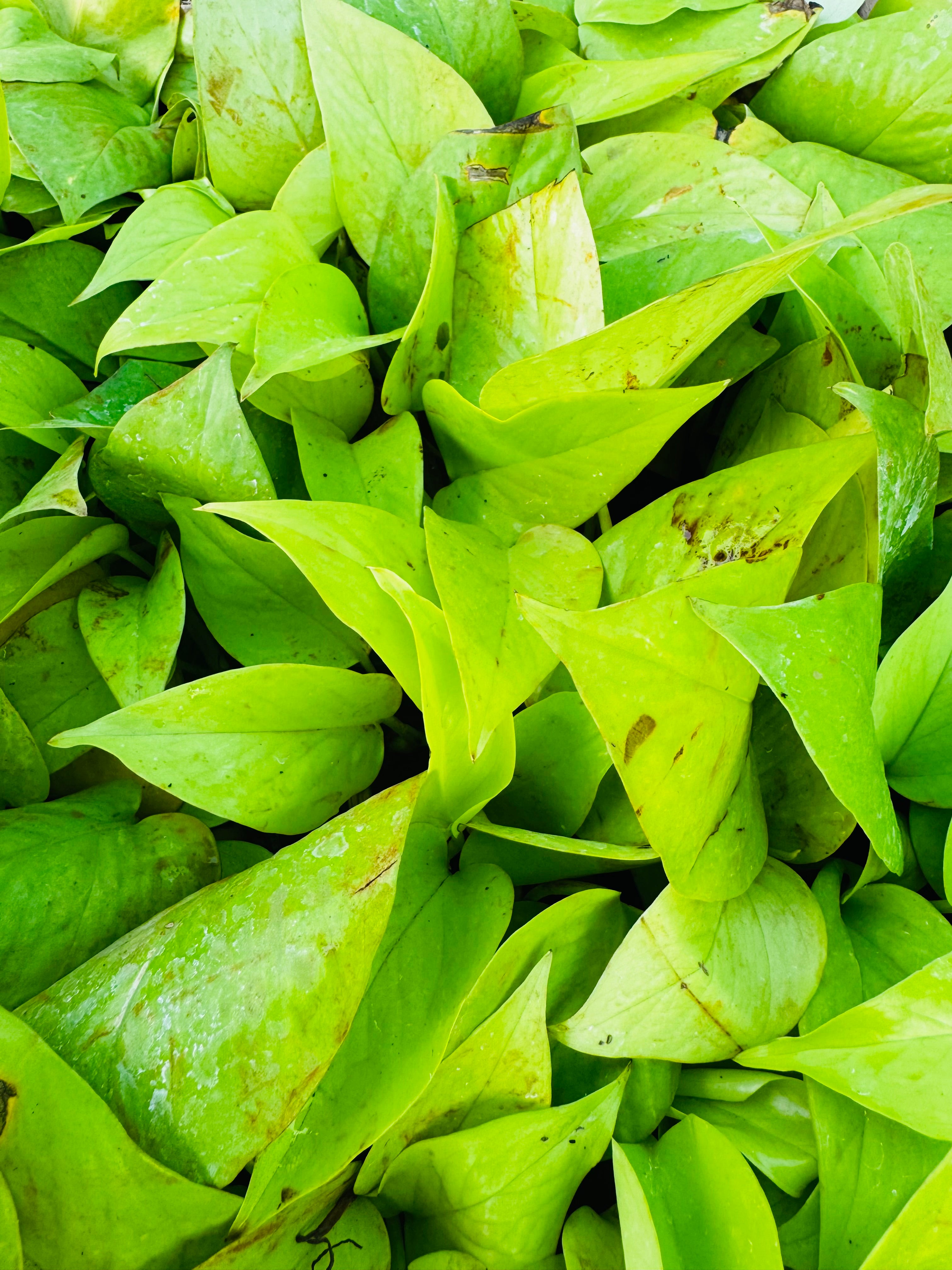 Money Plant Golden