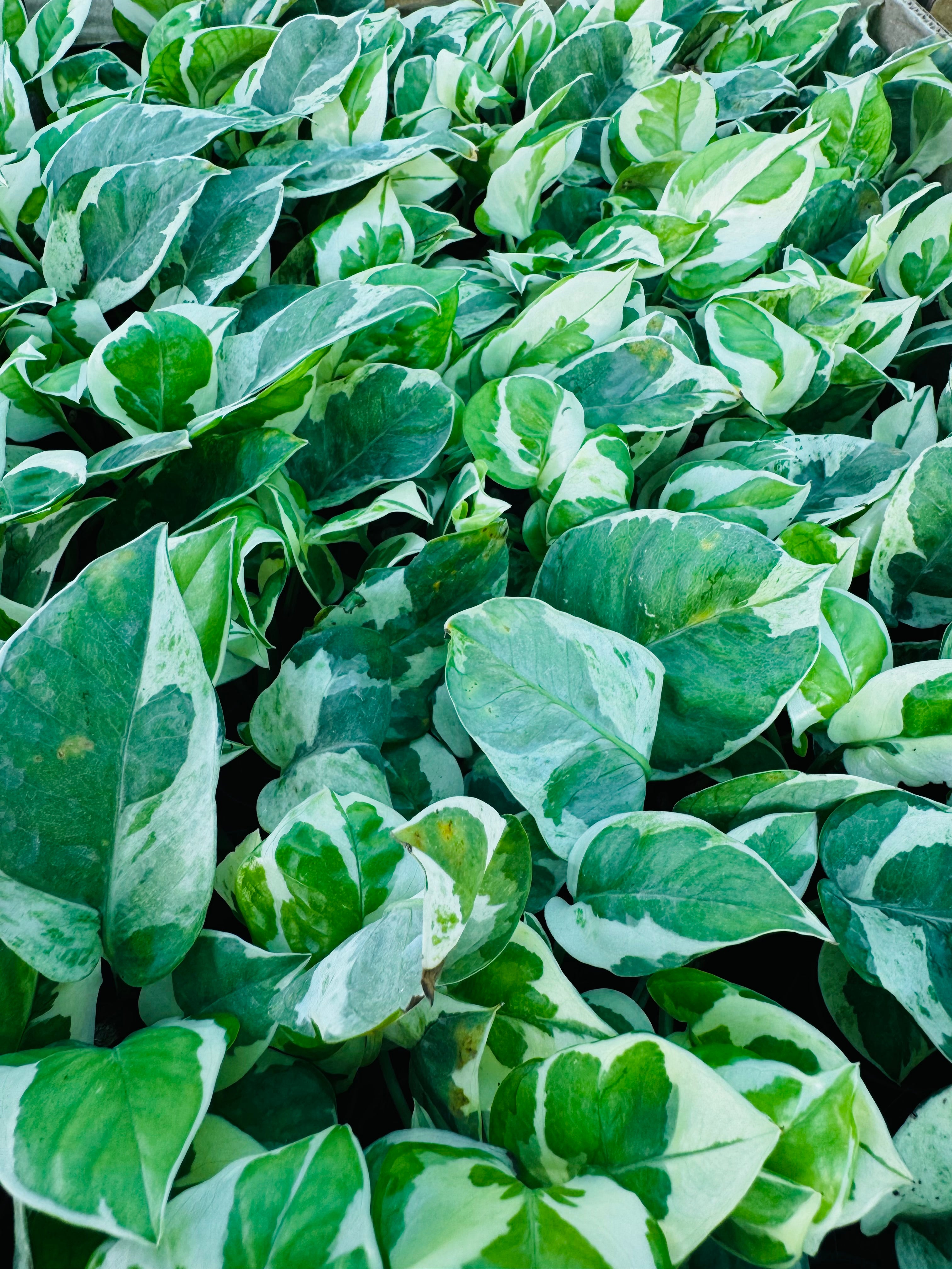 Money Plant Enjoy