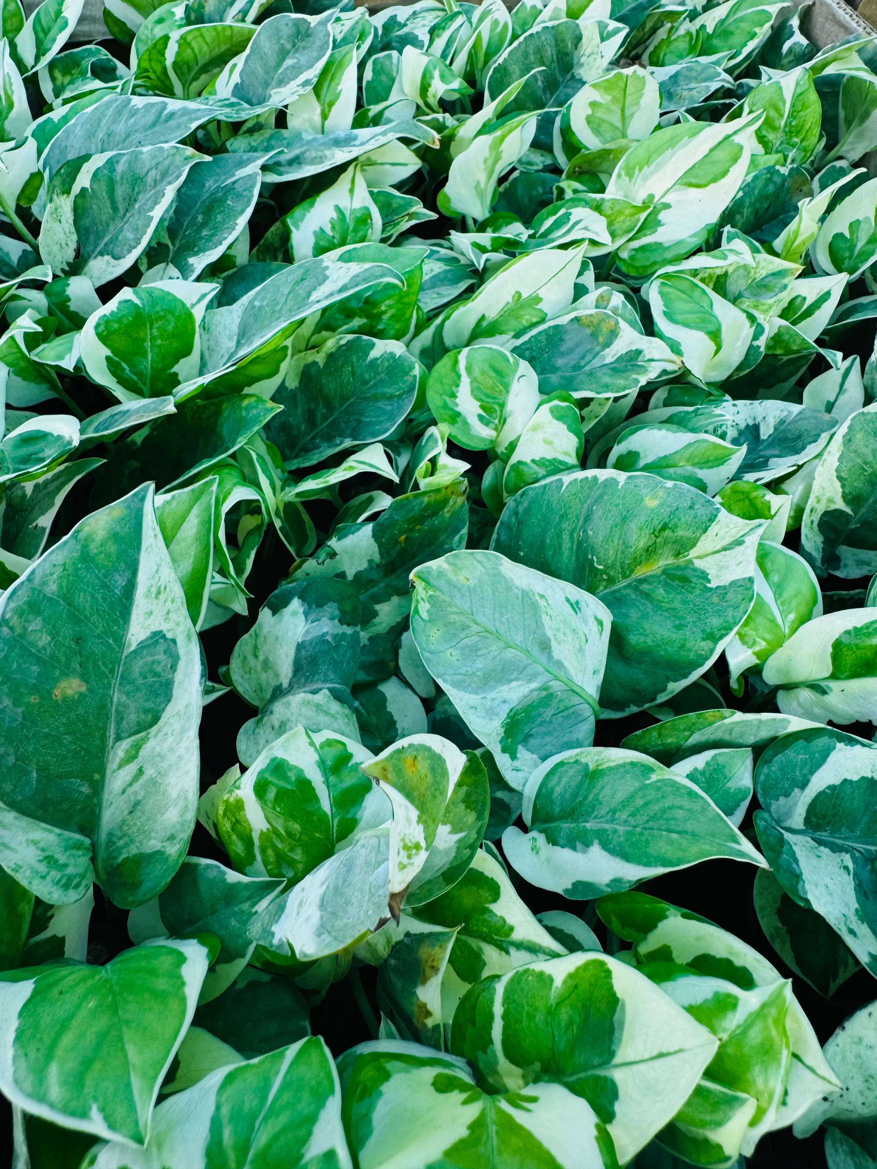 Money Plant Enjoy