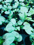 Syngonium White Butterfly