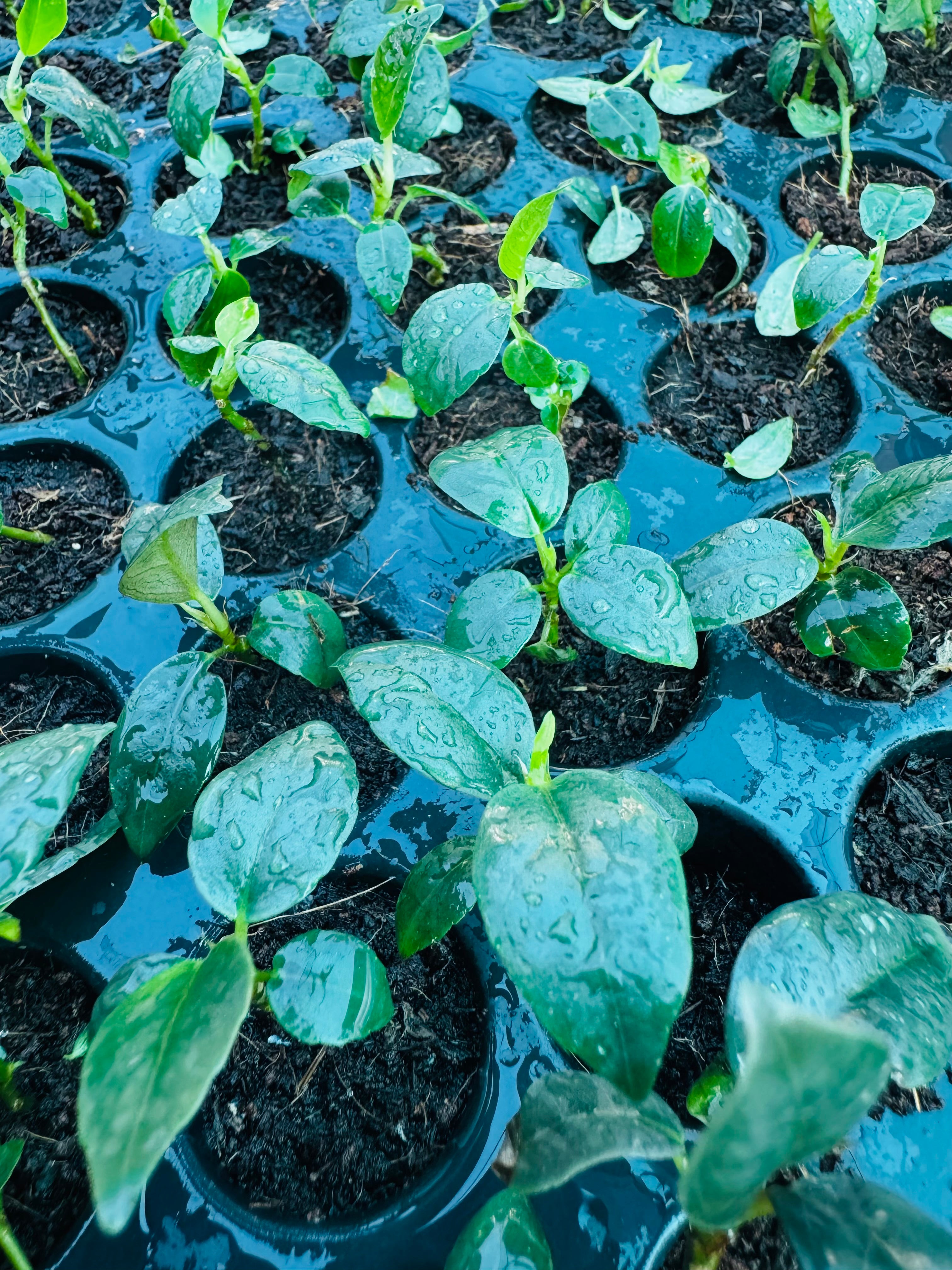 Black Ficus Burgundy - Rubber Plant