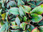 Aglaonema Lipstick Red