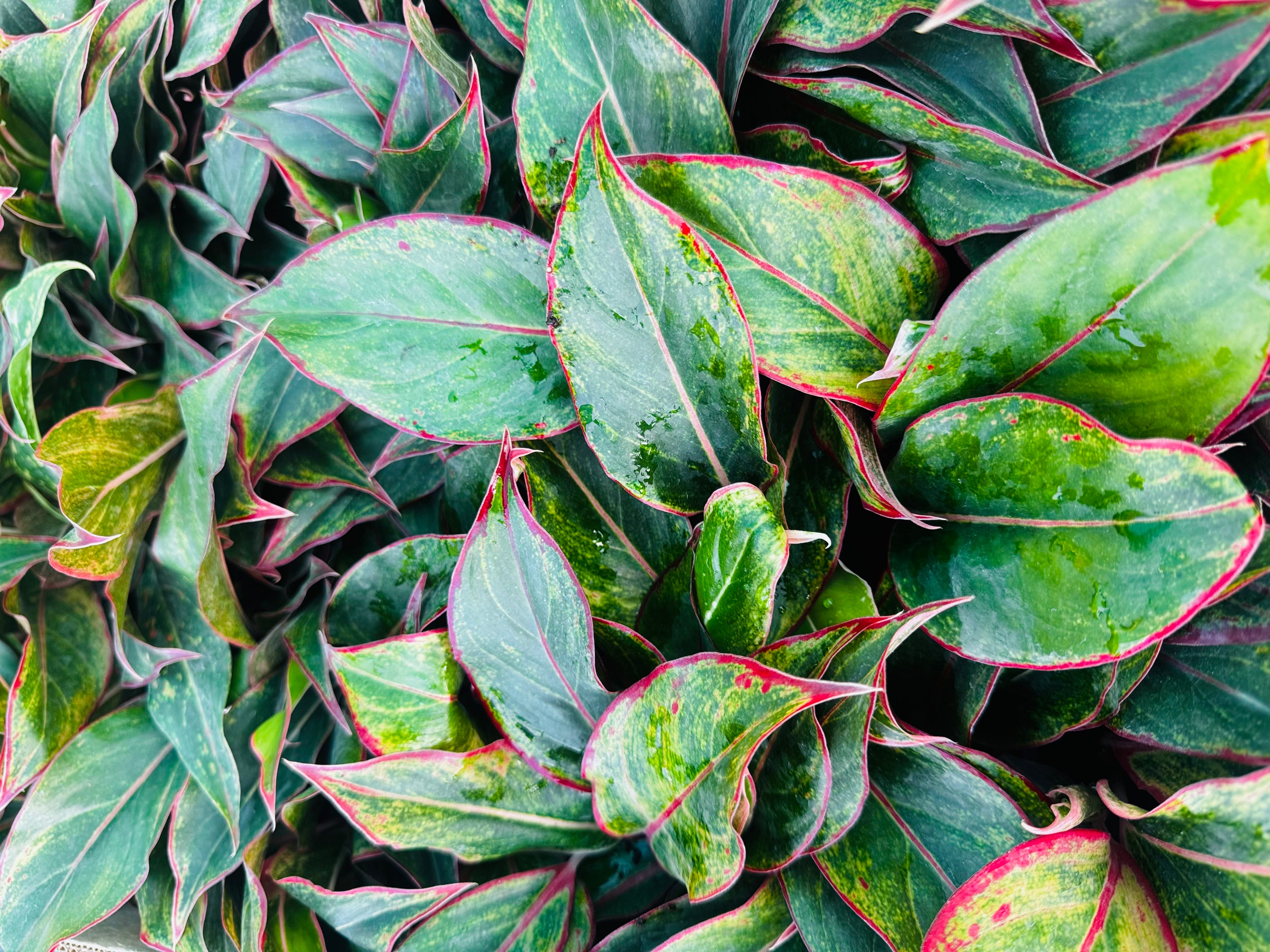 Aglaonema Lipstick Red