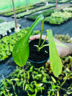 Philodendron Joepii