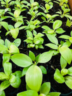 Philodendron Ceylon Gold