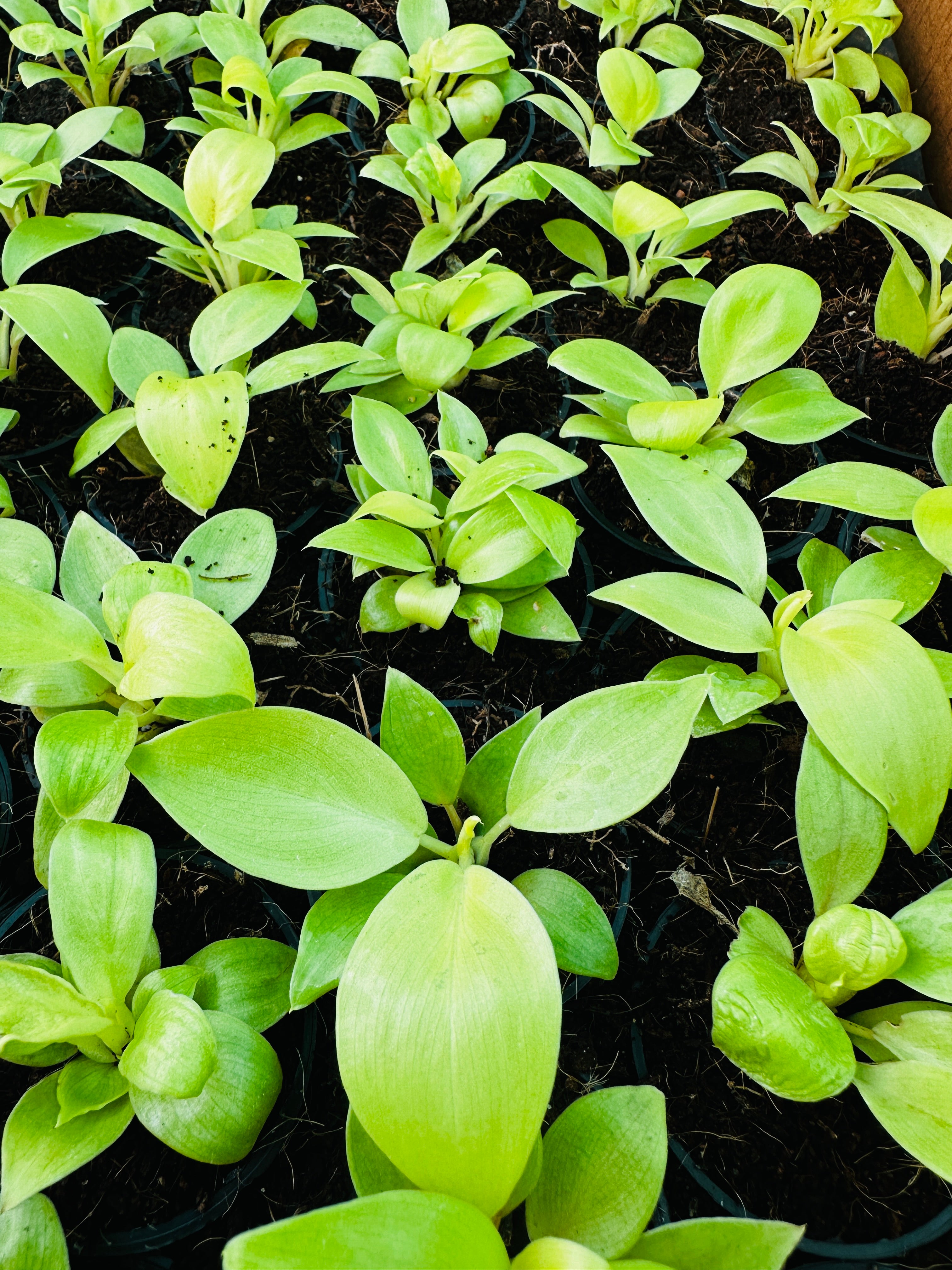 Philodendron Ceylon Gold