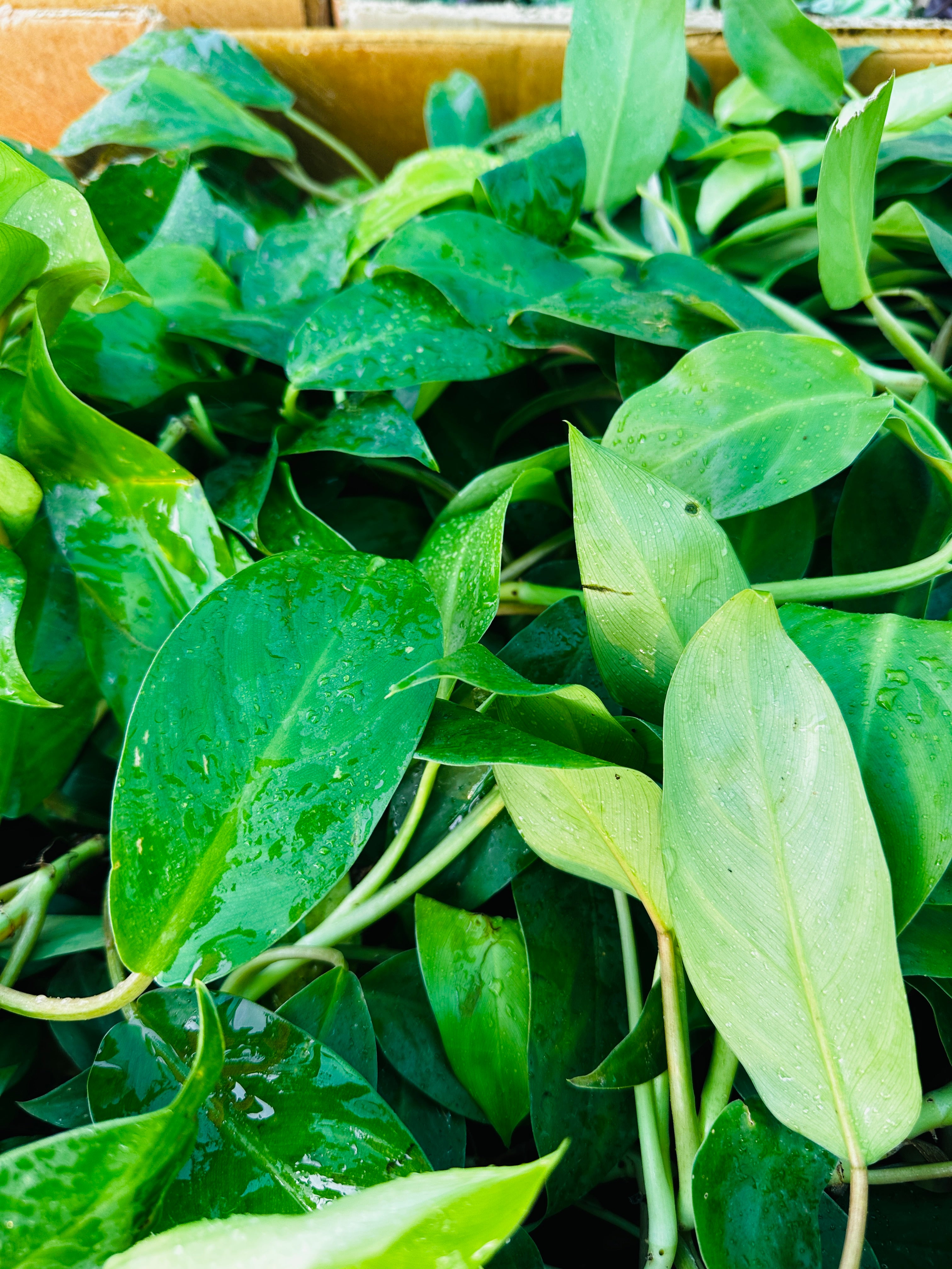 Philodendron Squamiferum