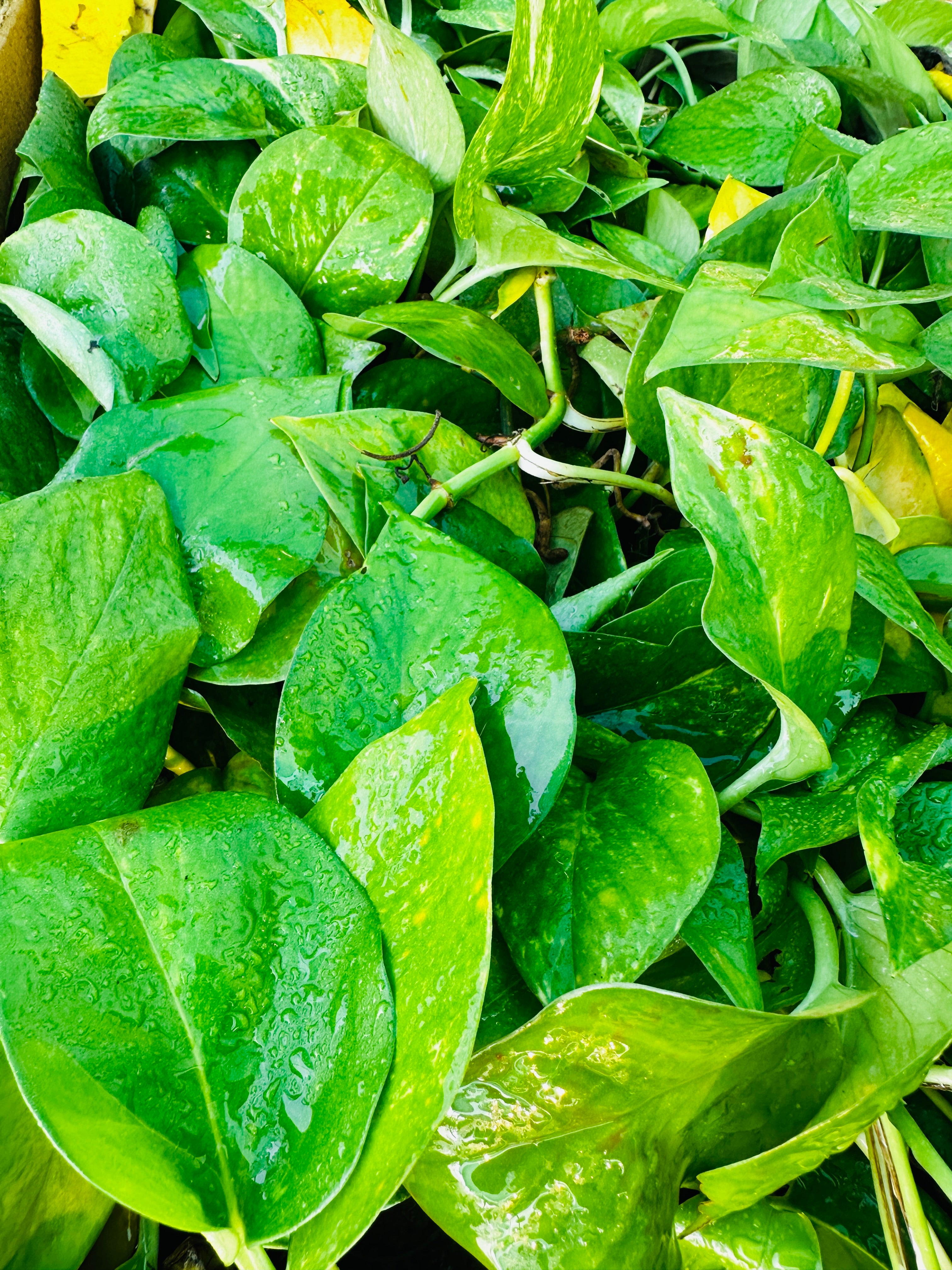 Money Plant
