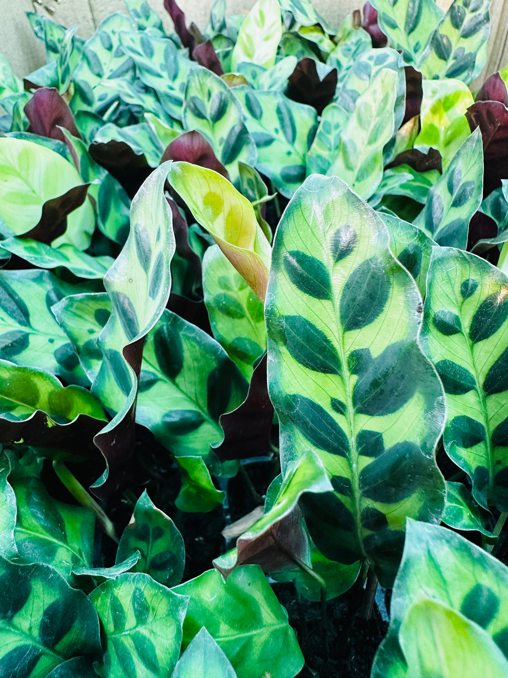 Calathea Lancifolia