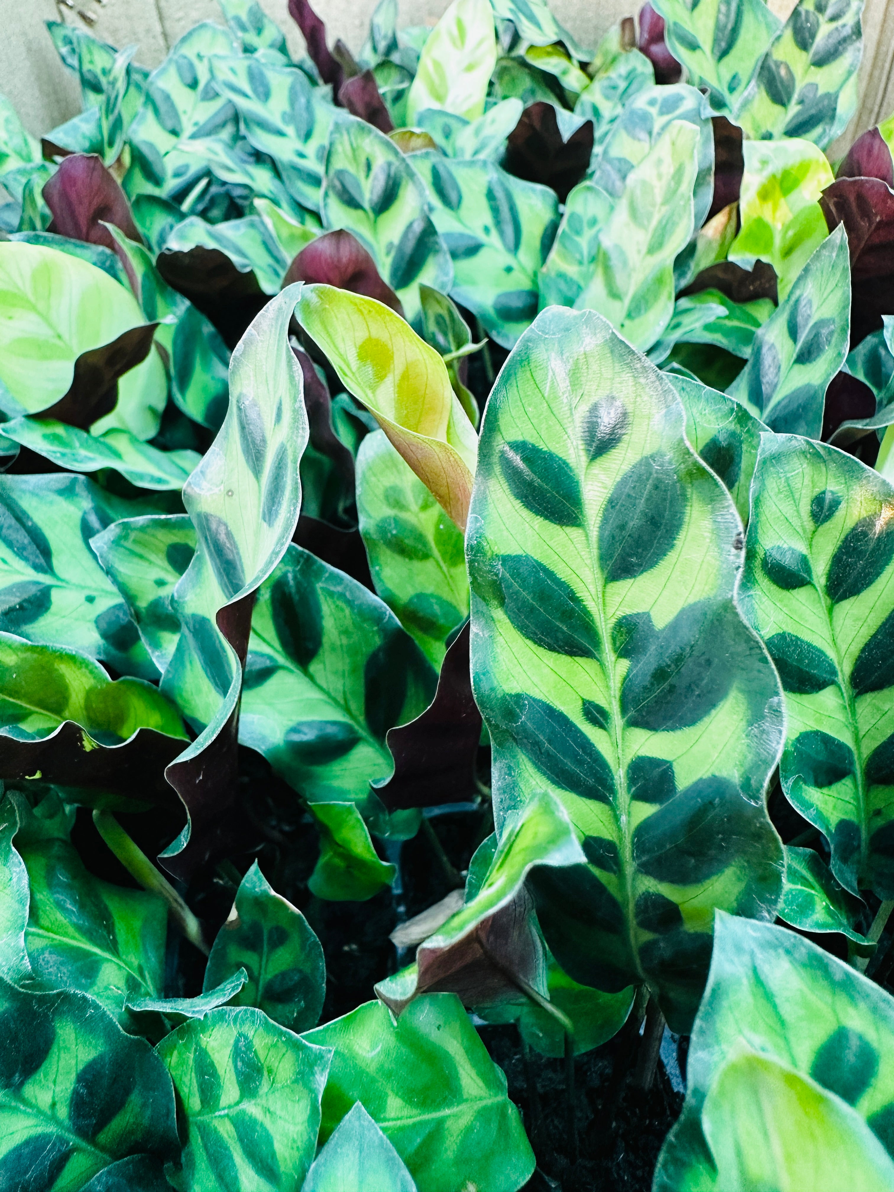 Calathea Lancifolia
