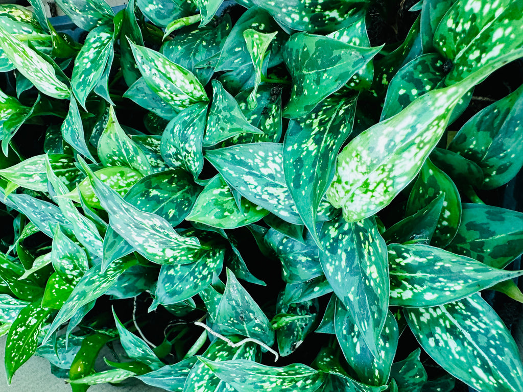 Aglaonema Chinese Evergreen