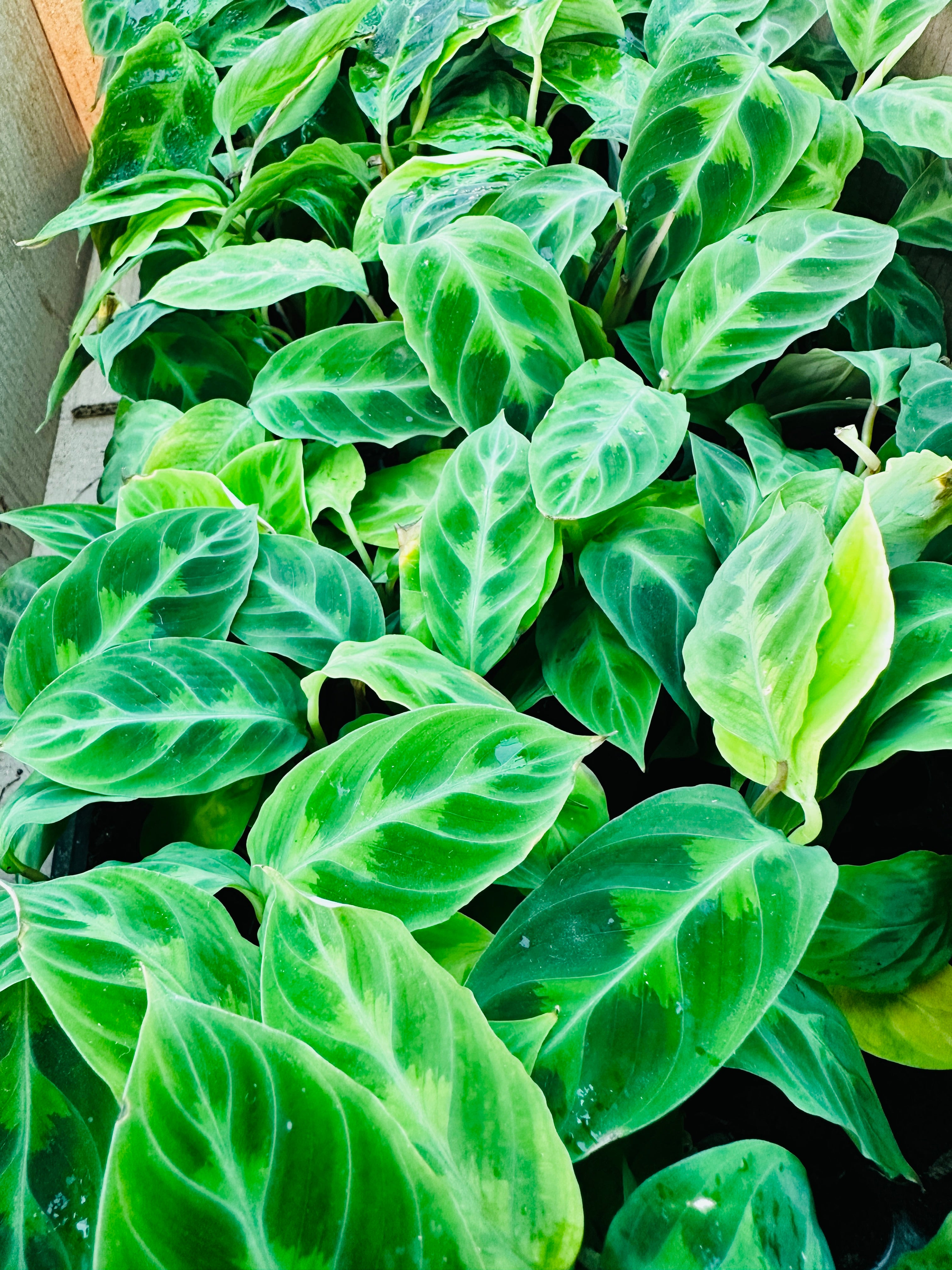 Calathea Warscewiczii