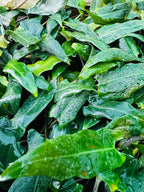 Alocasia Lauterbachiana