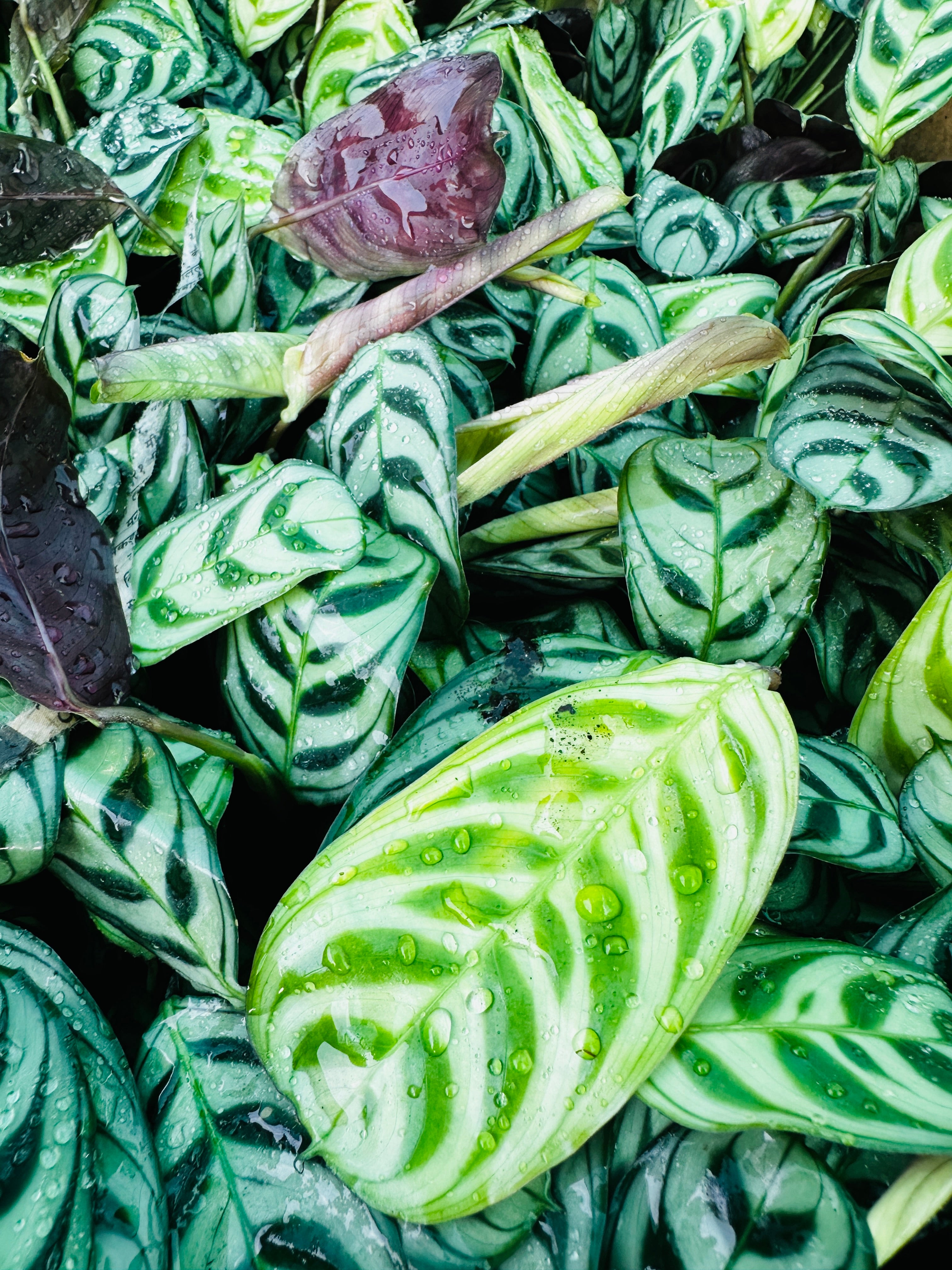 Calathea Louisae