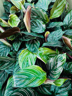Calathea Ornata