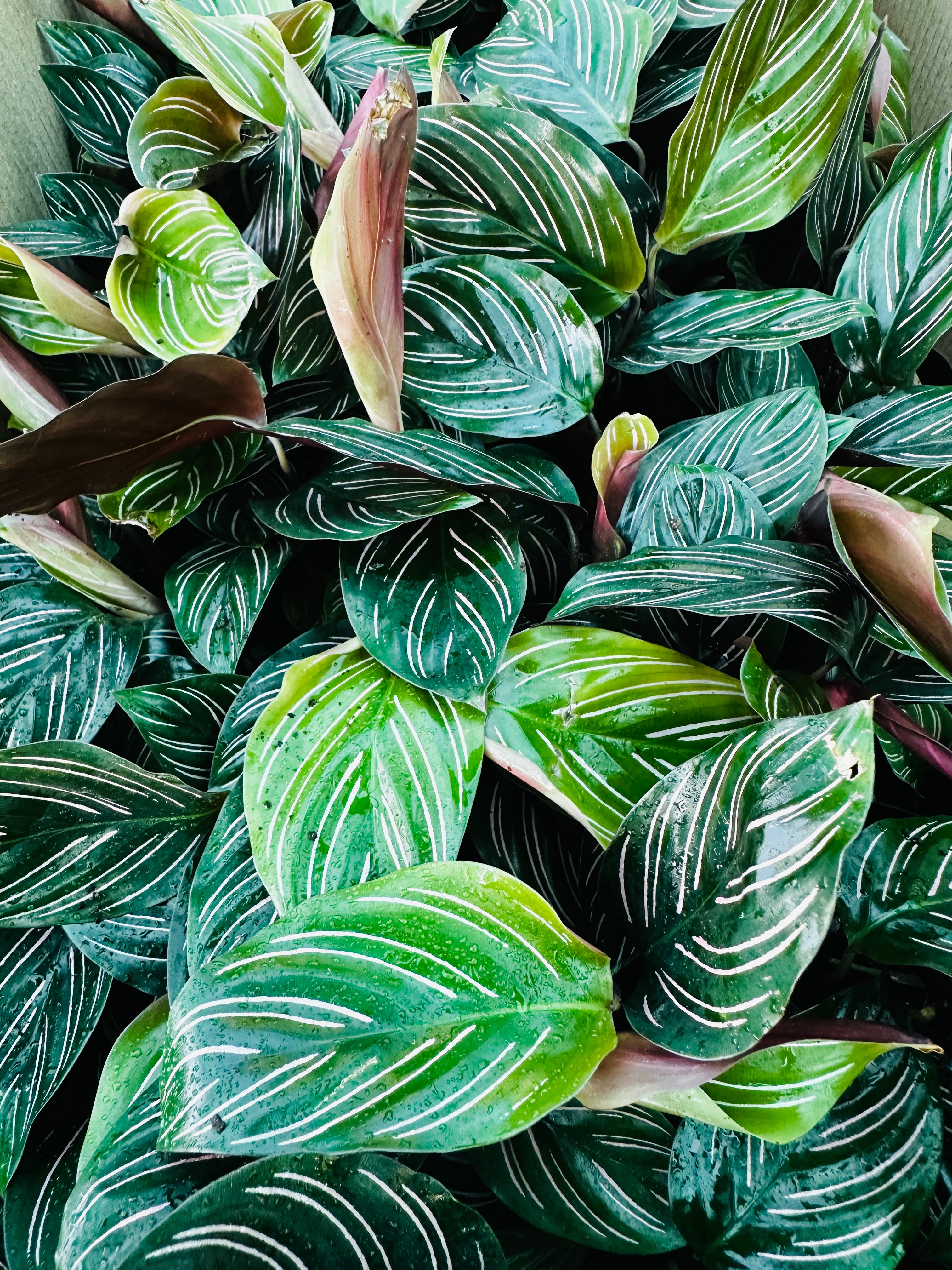 Calathea Ornata