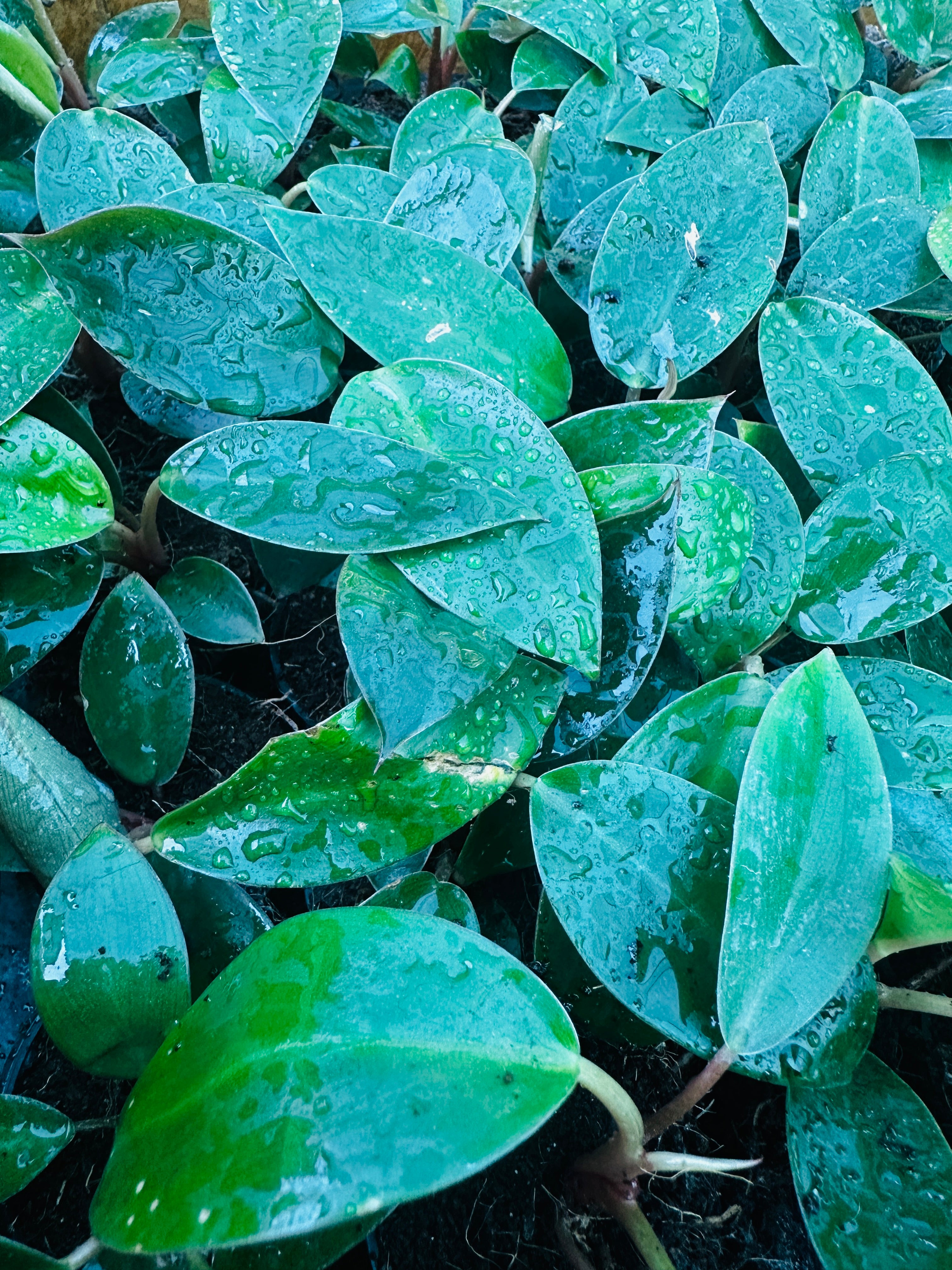 Philodendron Congo Red