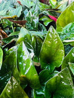 Syngonium Green