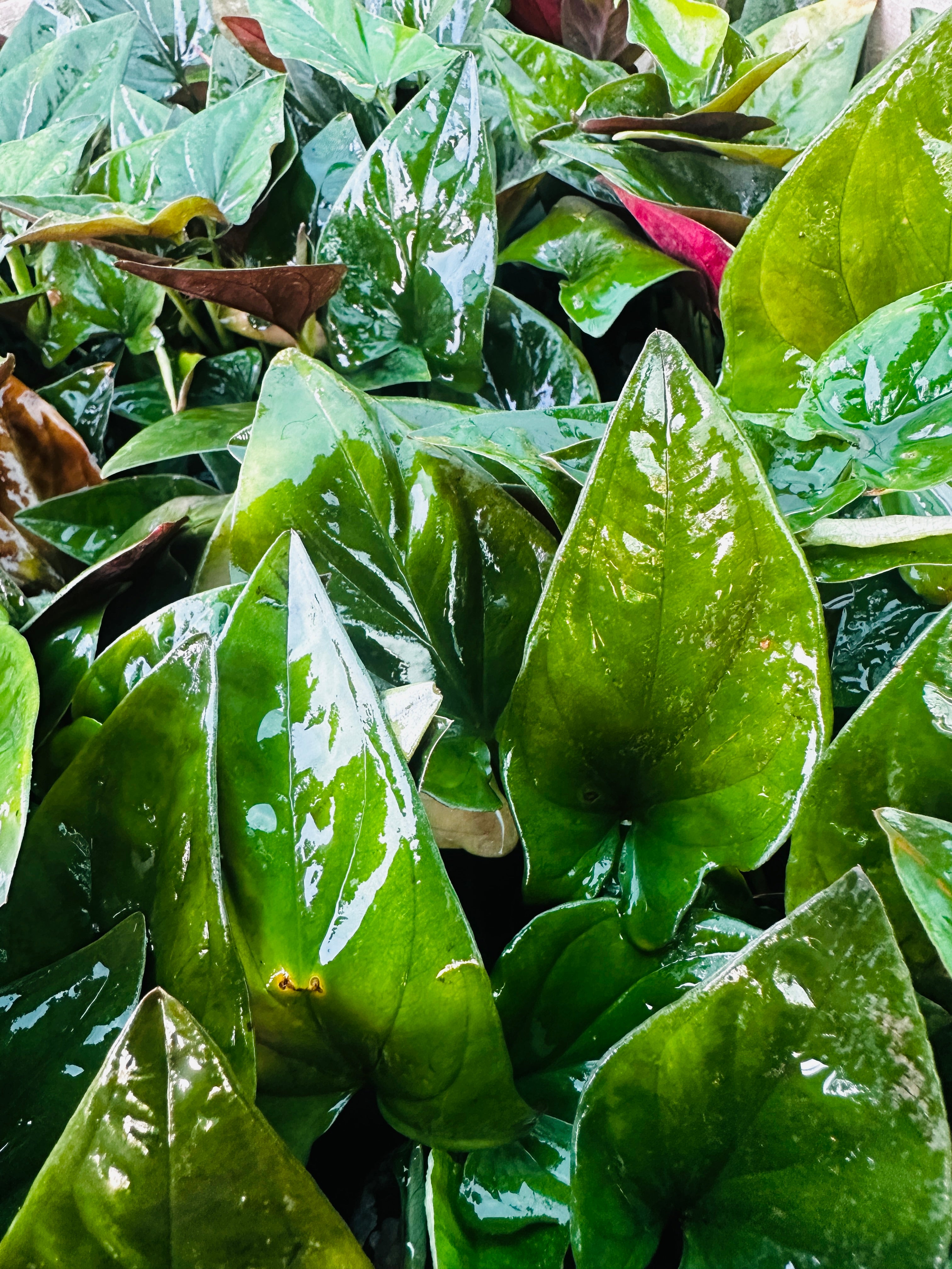 Syngonium Green