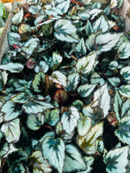 Rex Begonia