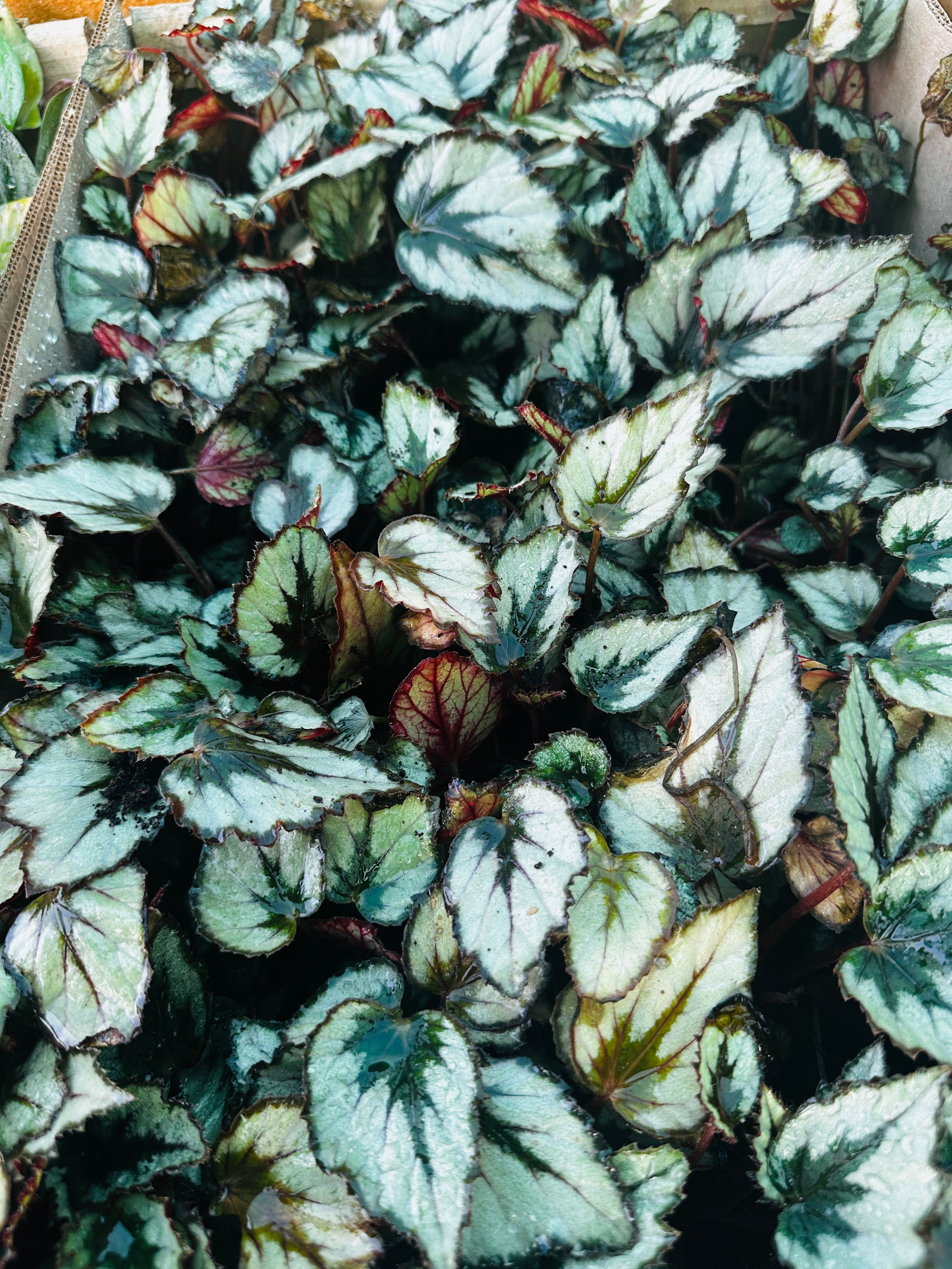 Rex Begonia