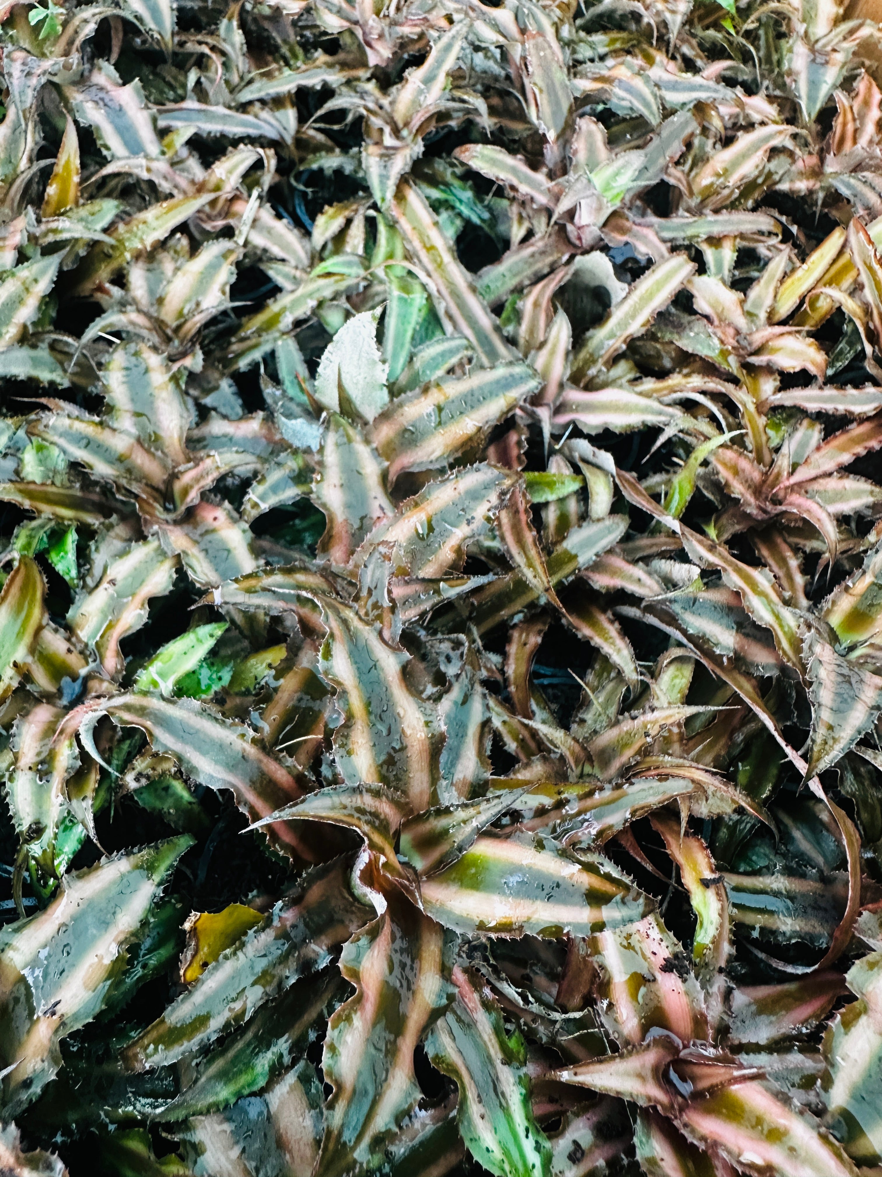 Cryptanthus Bivittatus