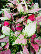 Aglaonema Lady Valentine