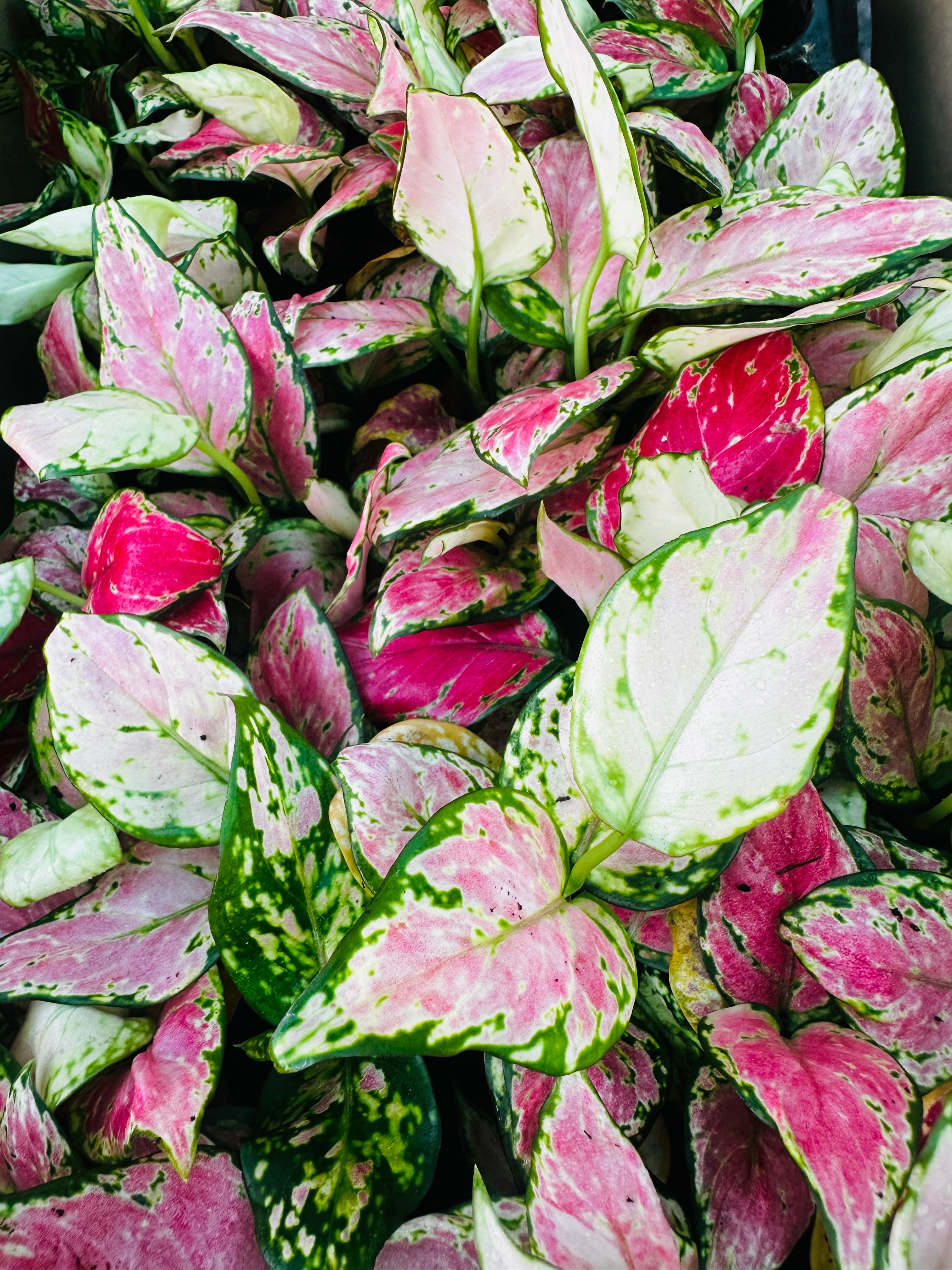 Aglaonema Lady Valentine