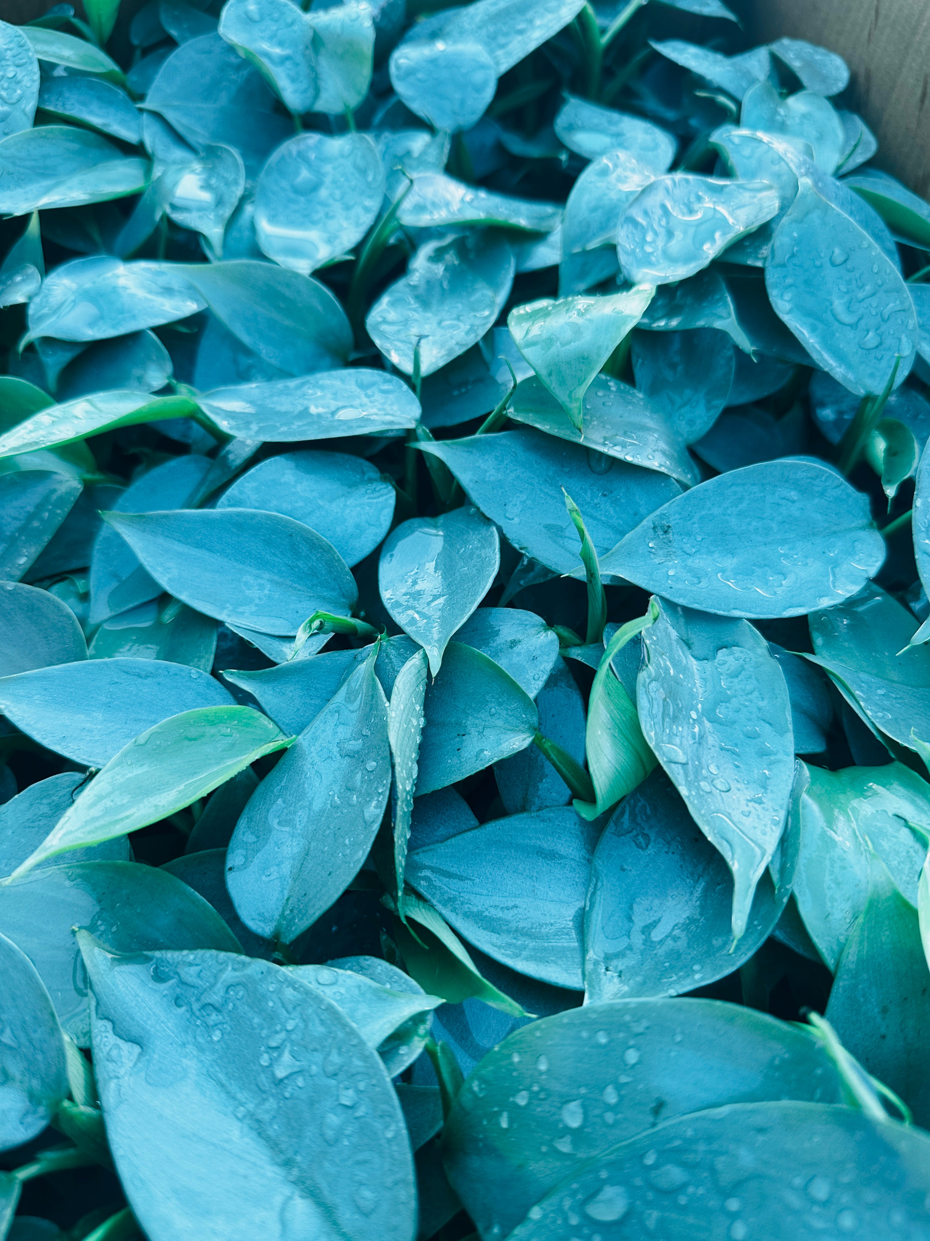 Philodendron Silver Sword