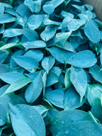 Philodendron Silver Sword