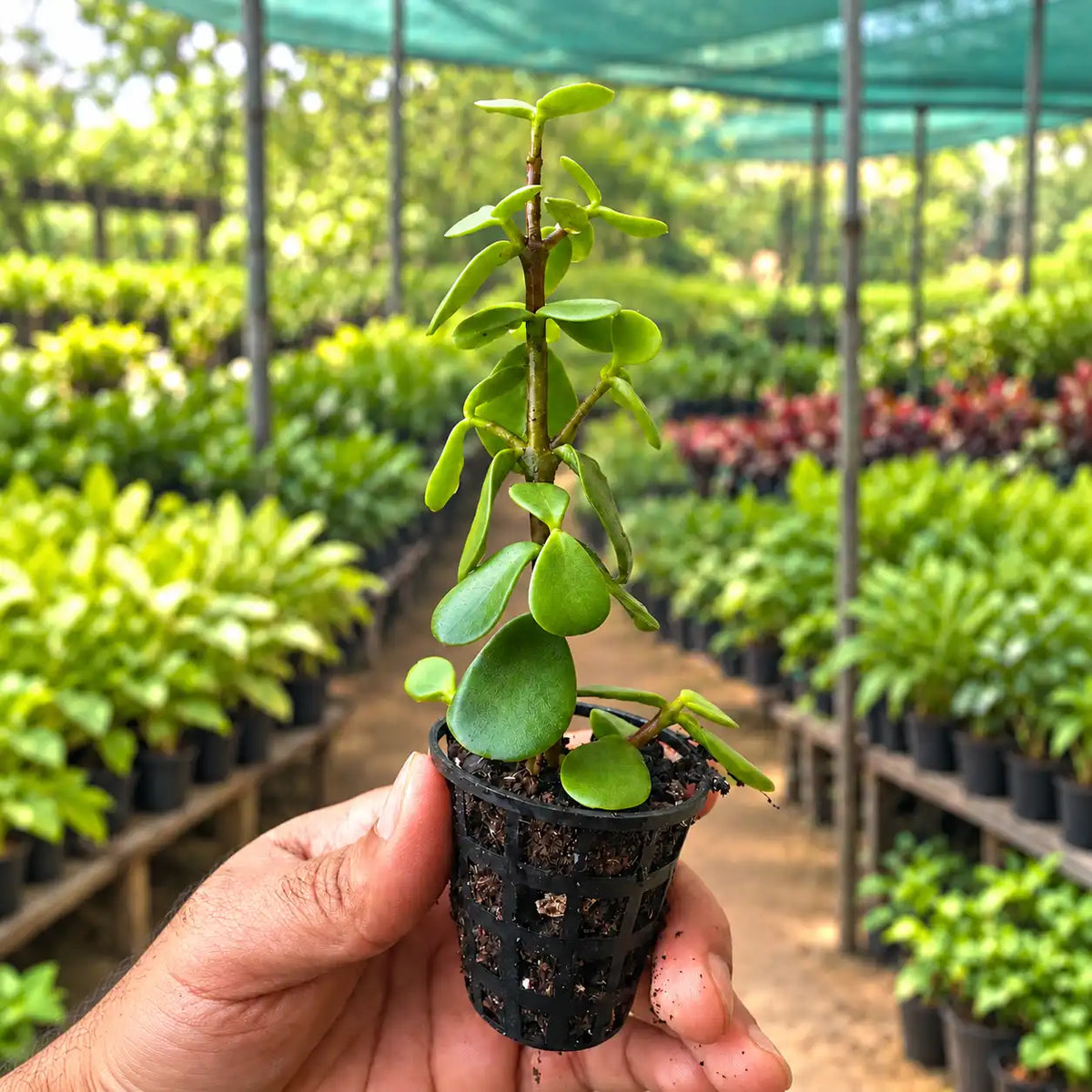 Jade sapling in a black slotted net pot, held against a green nursery background