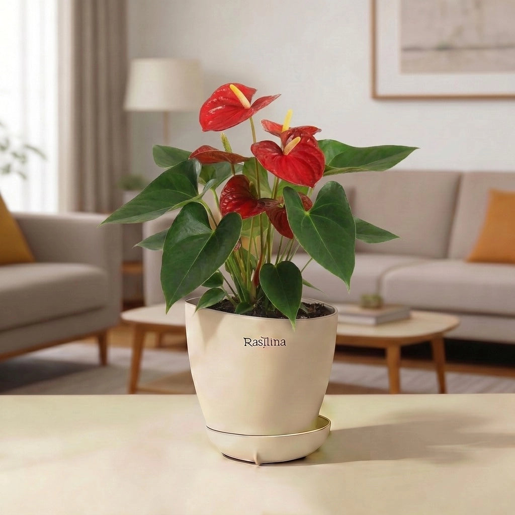 Anthurium Red
