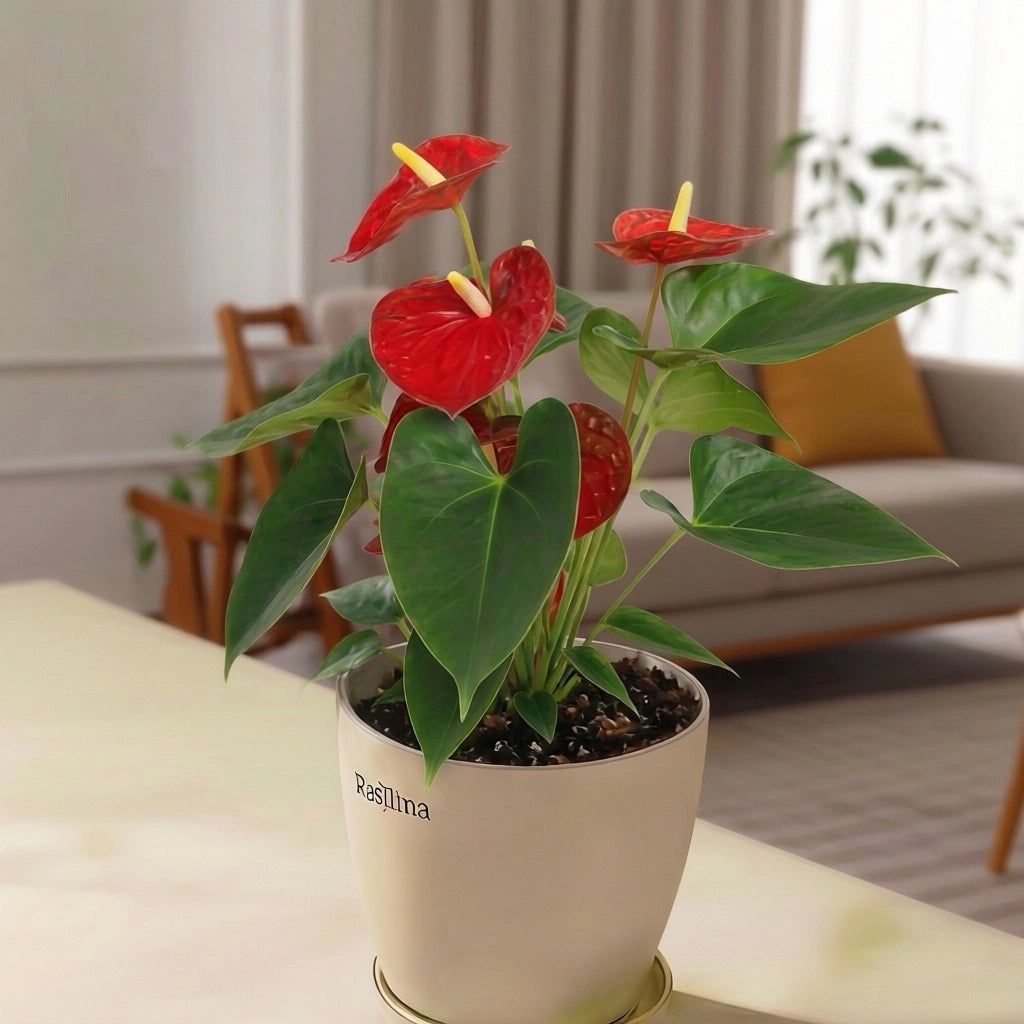 Anthurium Red