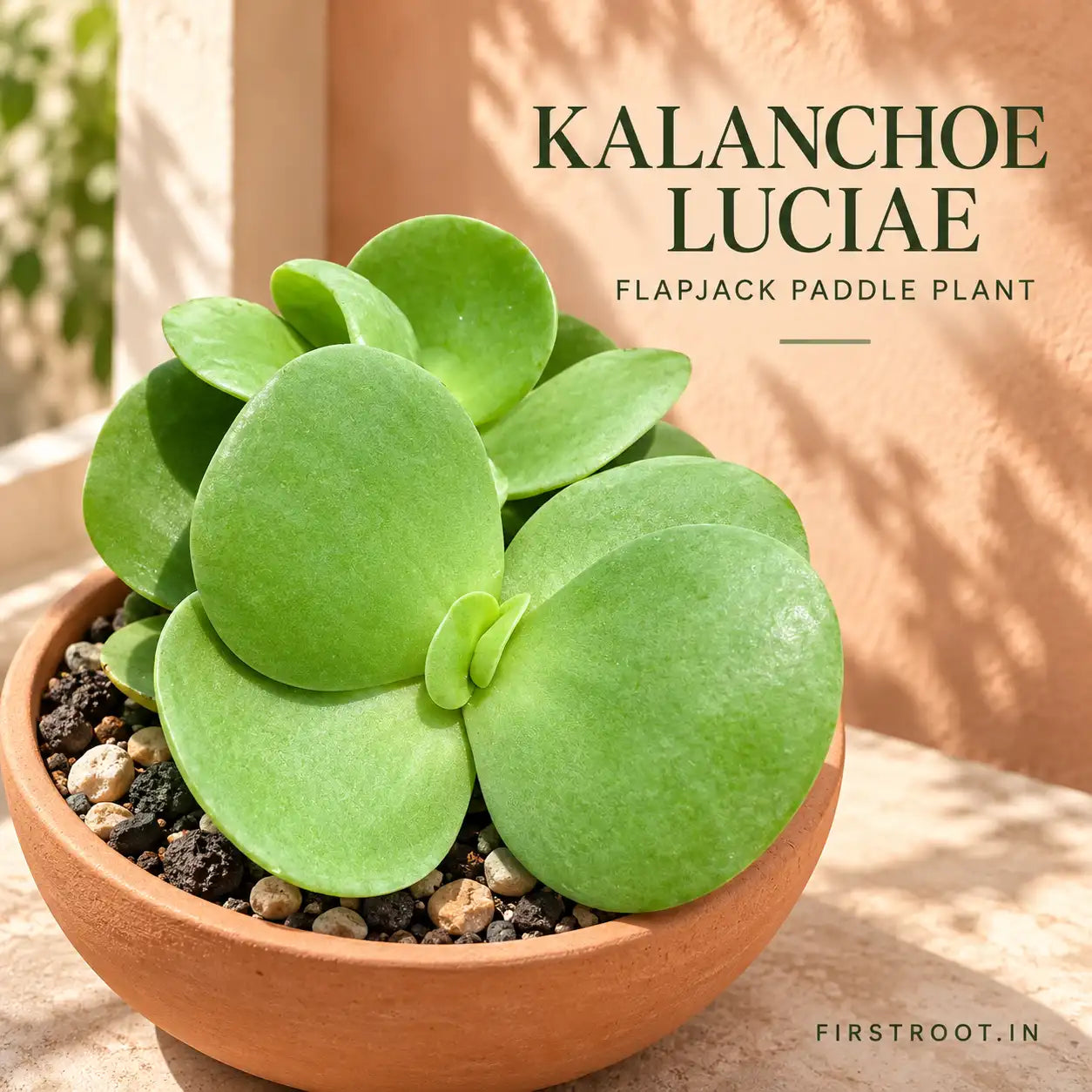 Kalanchoe luciae