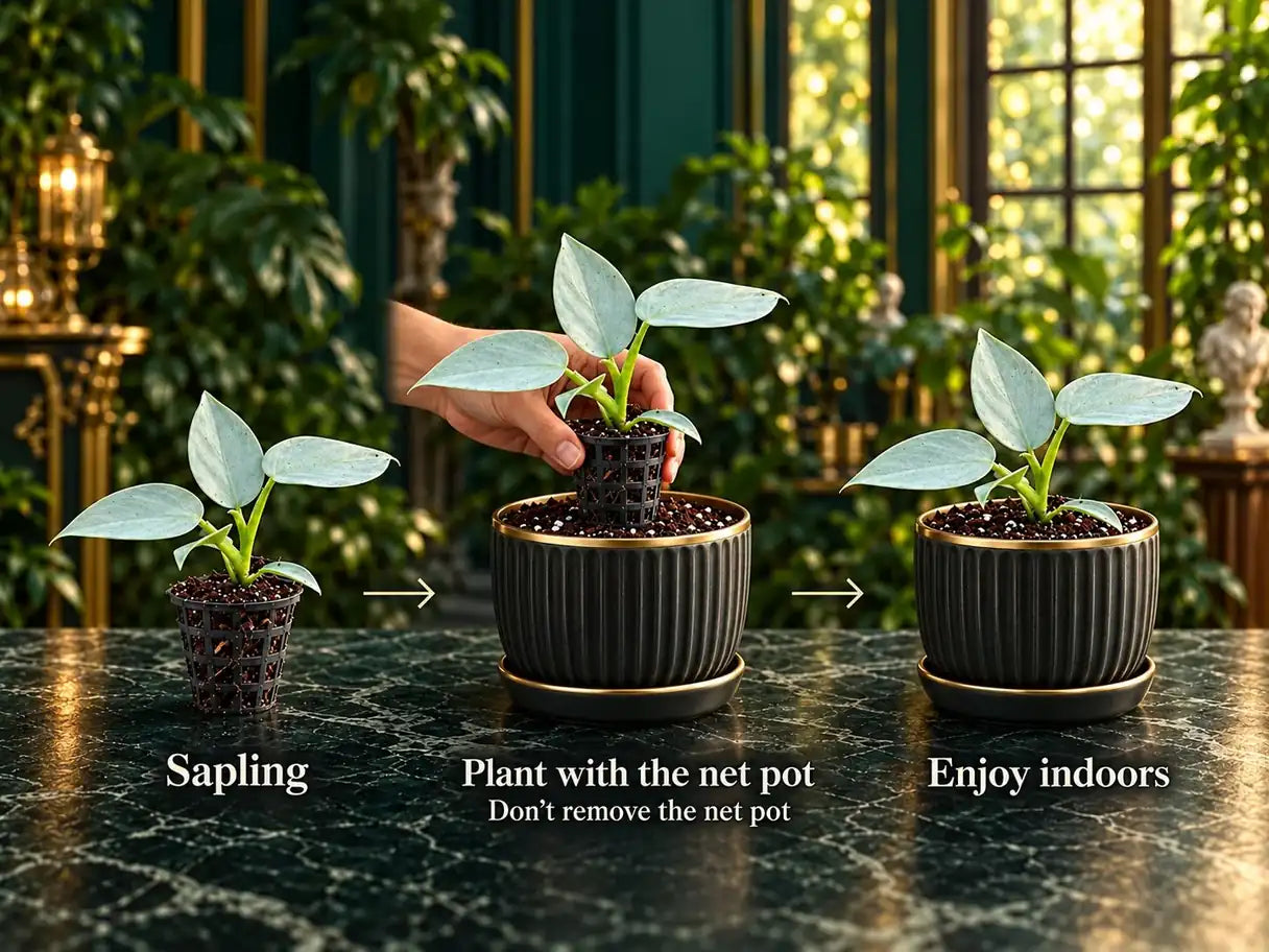 From Sapling to Houseplant: Indoor Plant Care Guide
