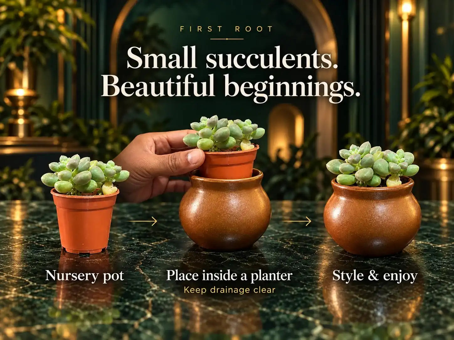 Succulent Care: Light, Water & Healthy Roots