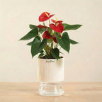 Anthurium Red