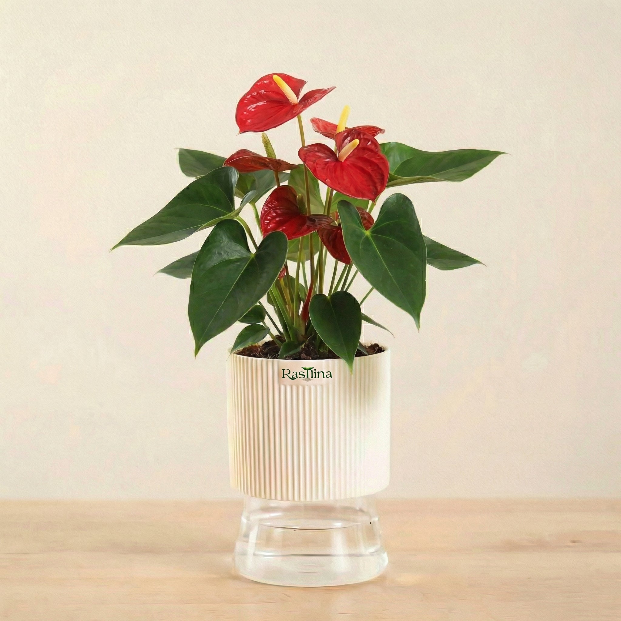 Anthurium Red
