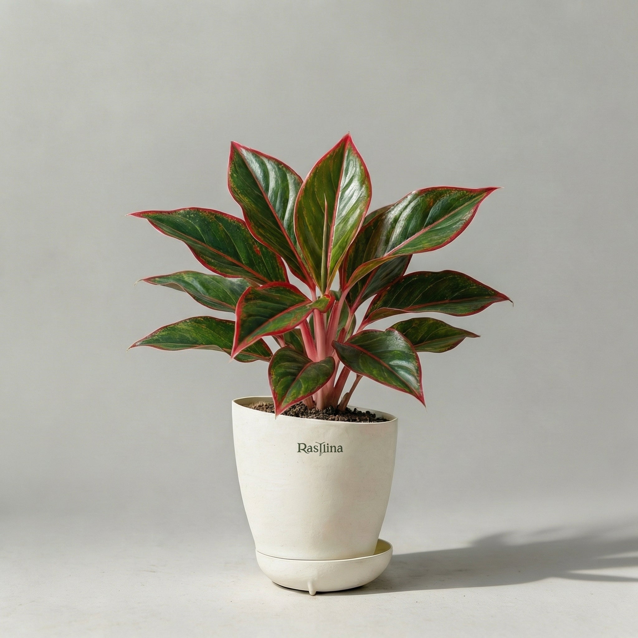 Aglaonema Lipstick Red