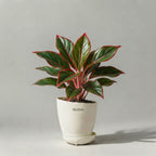 Aglaonema Lipstick Red