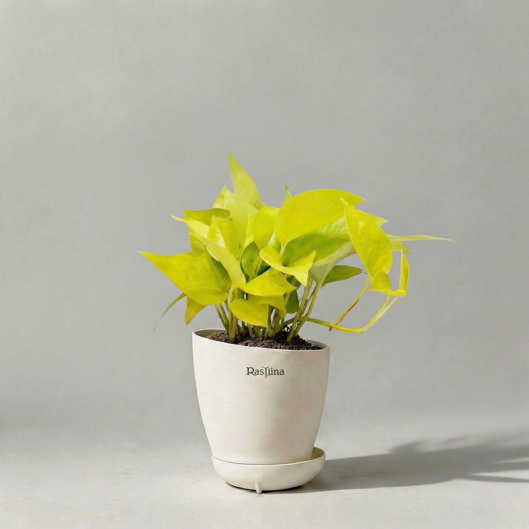 Money Plant Golden