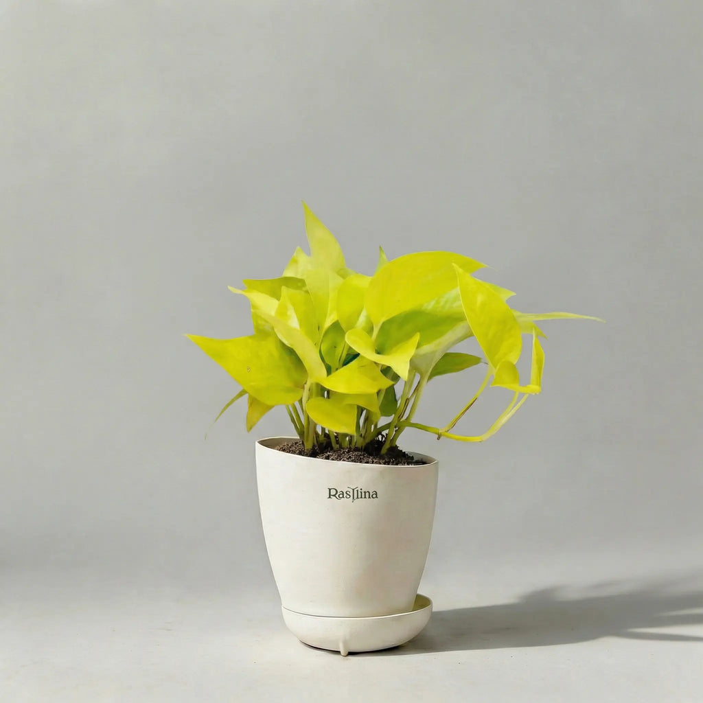 Money Plant Golden