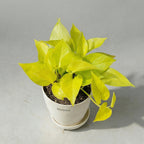 Money Plant Golden