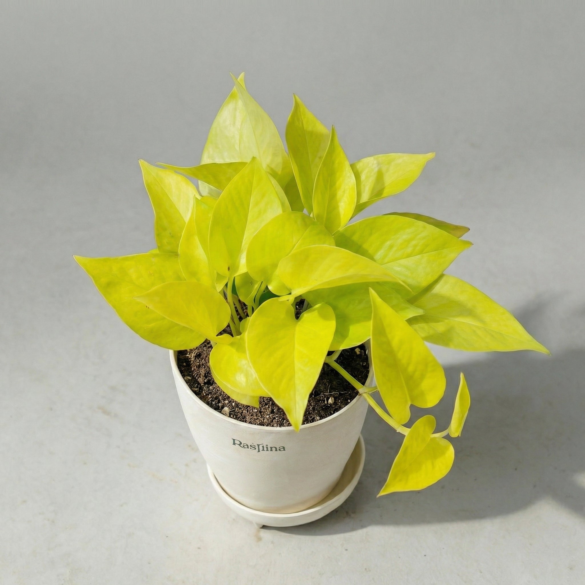 Money Plant Golden