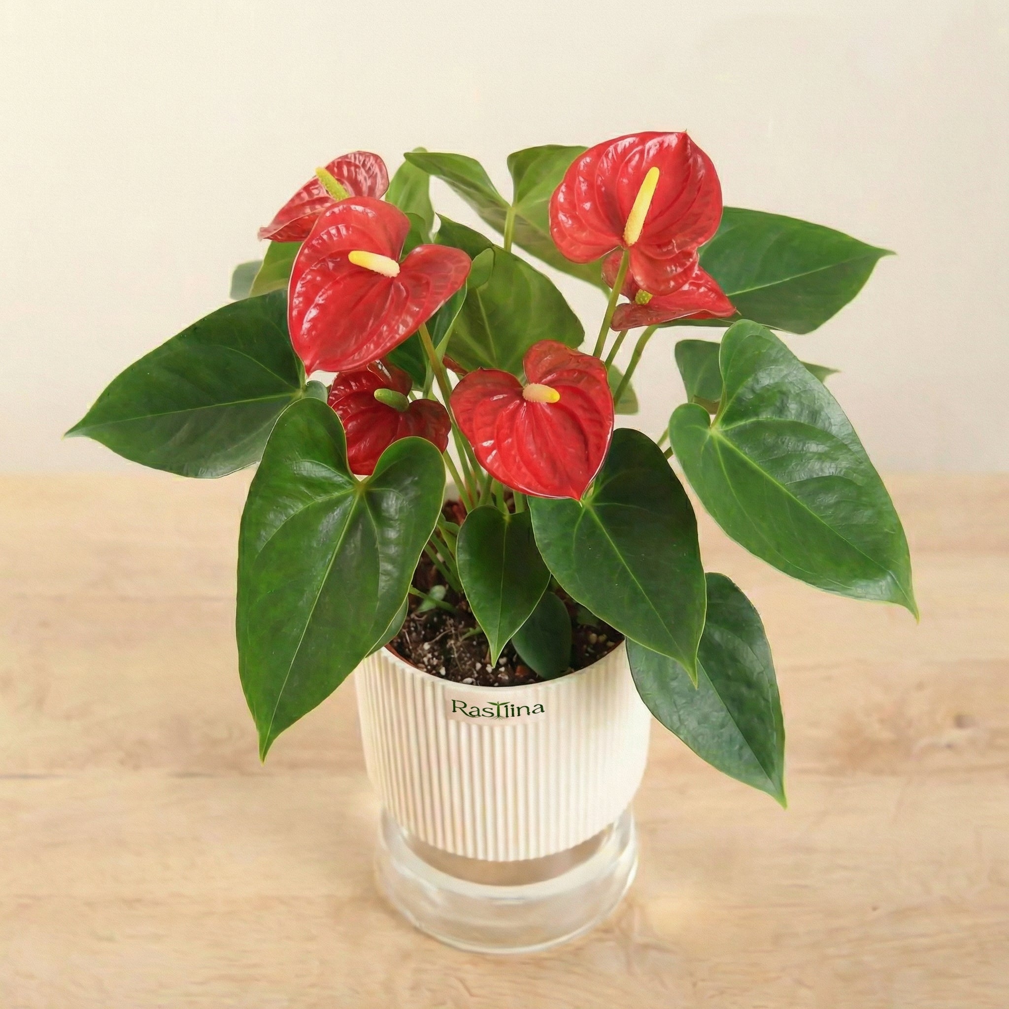 Anthurium Red