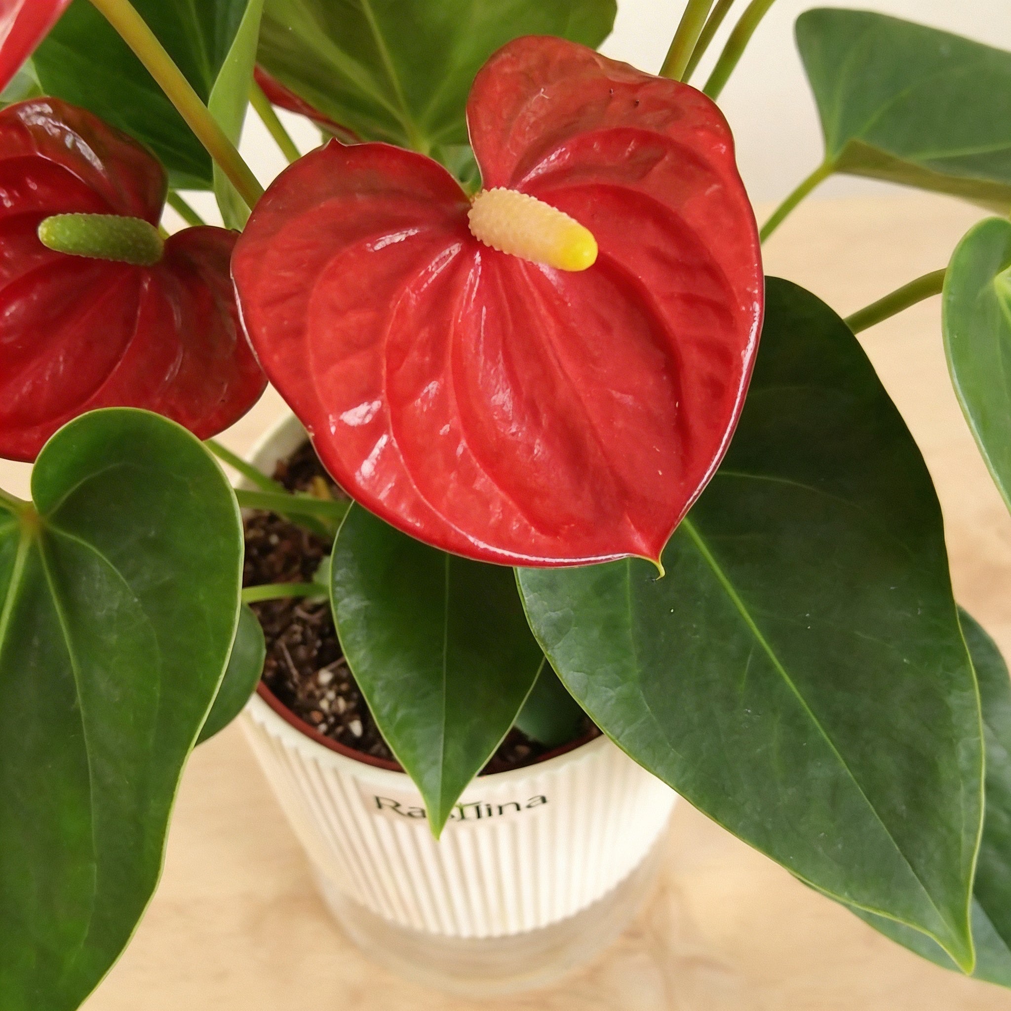 Anthurium Red